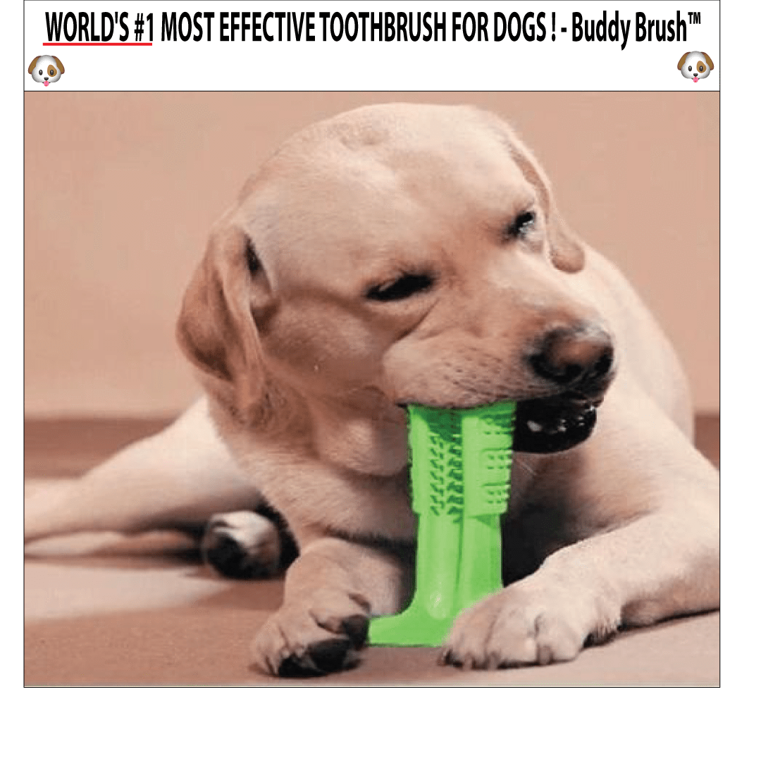 WORLD'S MOST EFFECTIVE TOOTHBRUSH FOR DOGS - Buddy Brush™