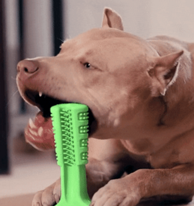 WORLD'S MOST EFFECTIVE TOOTHBRUSH FOR DOGS - Buddy Brush™